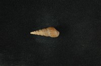 藏品(錐蜷)的圖片